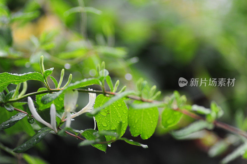 雨露下的植物