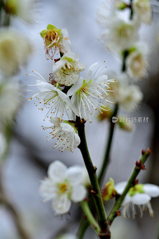 东京，日本公园里盛开的梅花