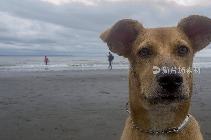 金色的狗在沙滩上的肖像，直视前方，回头看大海和散步的人。