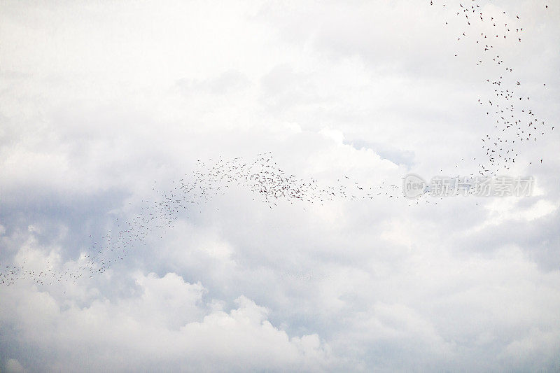 成千上万只泰国蝙蝠在阴云密布的天空中飞翔