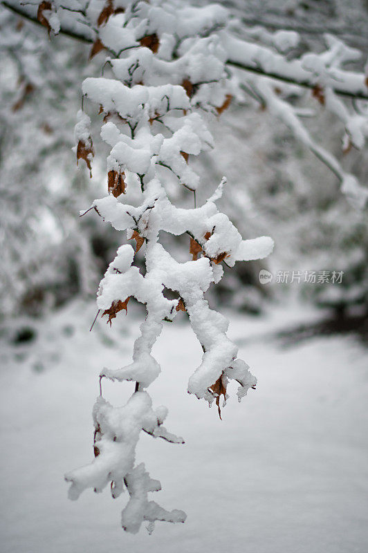 白雪覆盖的树