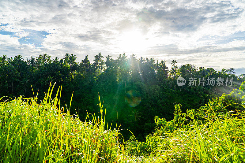 在茂密的森林里，阳光透过树叶照进来。巴厘岛,巴厘岛。