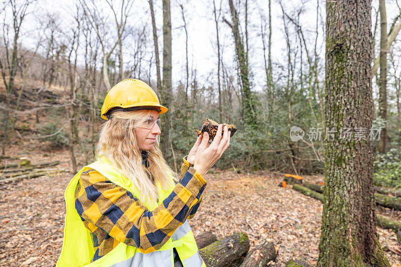 女林业工人检查倒下的老树，护林员在工作