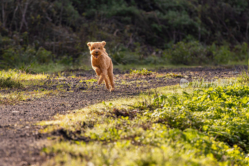 金毛犬不受束缚地奔跑