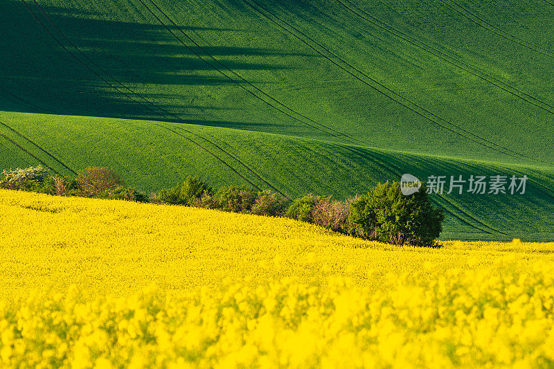 春天里绿油油、黄油油的春田。农村风光。捷克摩拉维亚油菜农田开花。阳光起伏的山丘。简约的自然背景。