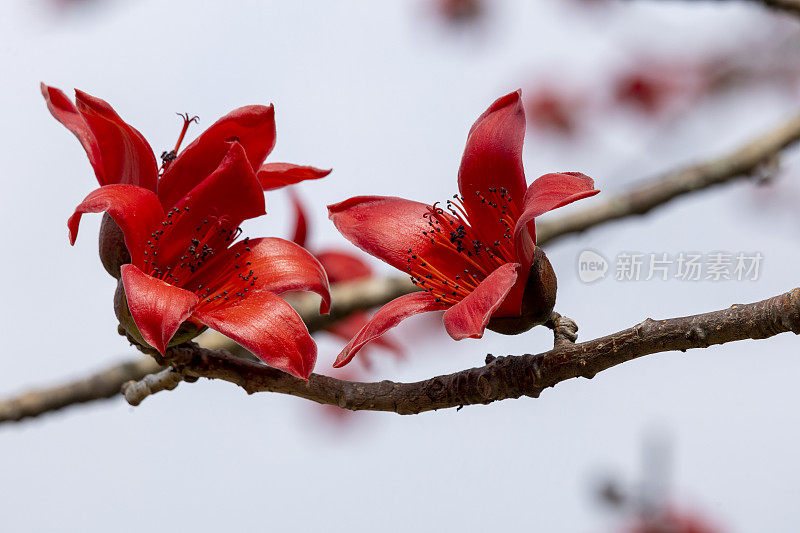 2024年3月10日，香港。红棉树花。棉绵，像其他树的棉绵属，通常被称为棉树。