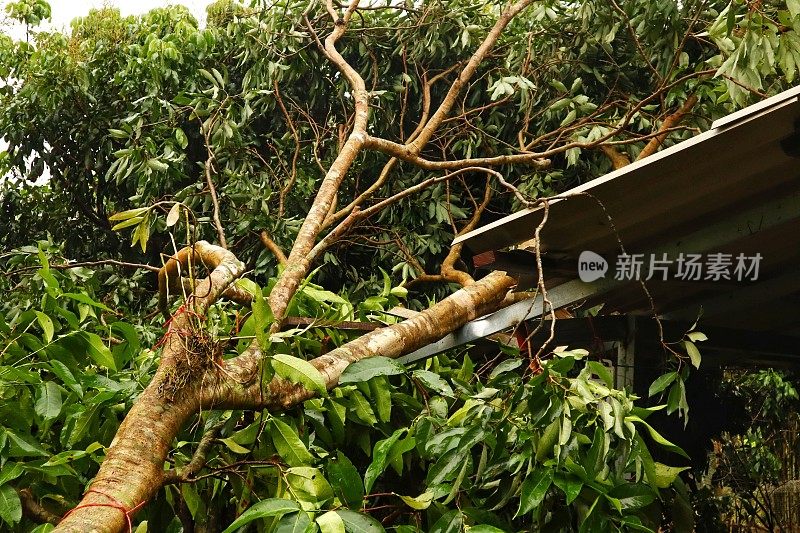 在暴雨和冰雹之后的雨季风暴中，大树枝掉落在建筑物上，屋顶被损坏。