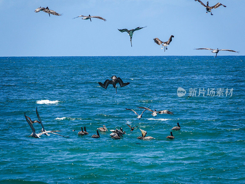 鹈鹕潜入大海。