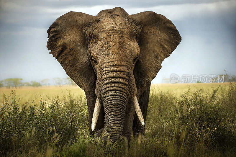 背景的大象