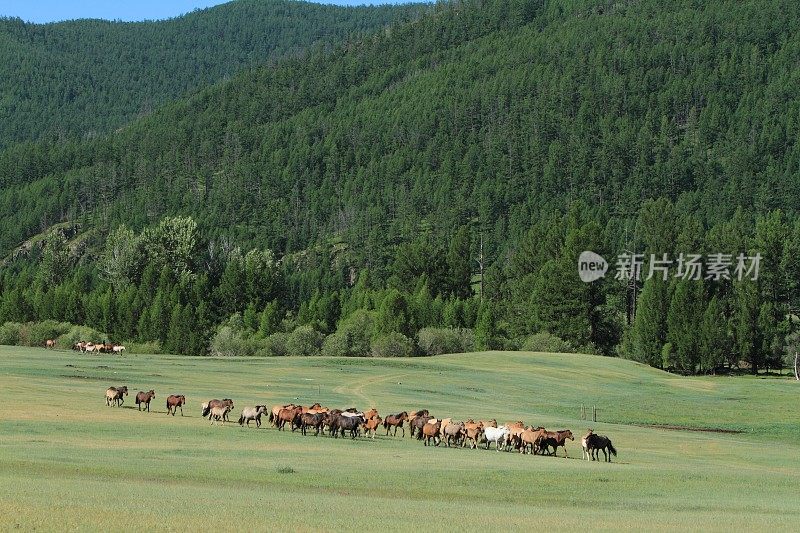 他们在蒙古找到了野马
