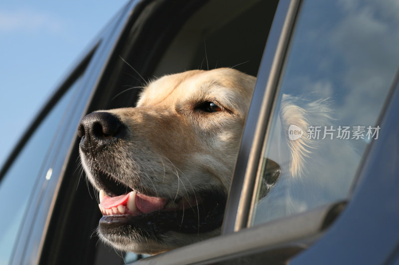 一张金毛猎犬向车窗外看的脸