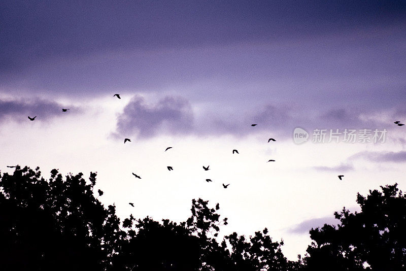 鸟群在黄昏黄昏的夜空中飞翔