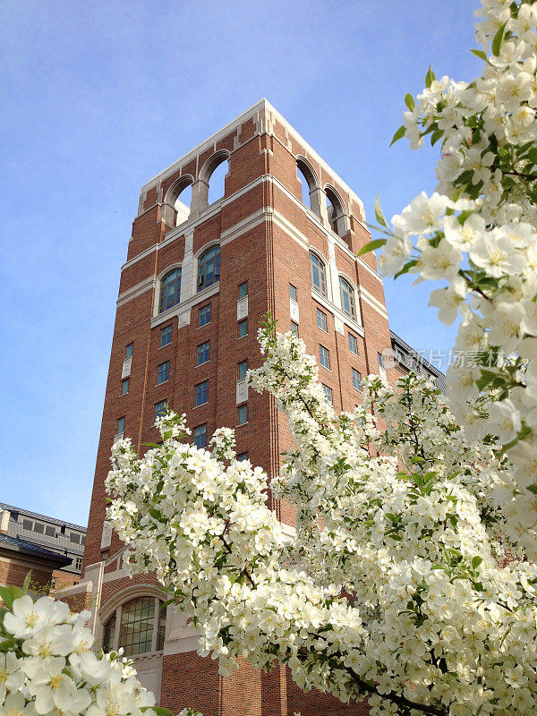 北方庭樱花盛开，密歇根大学
