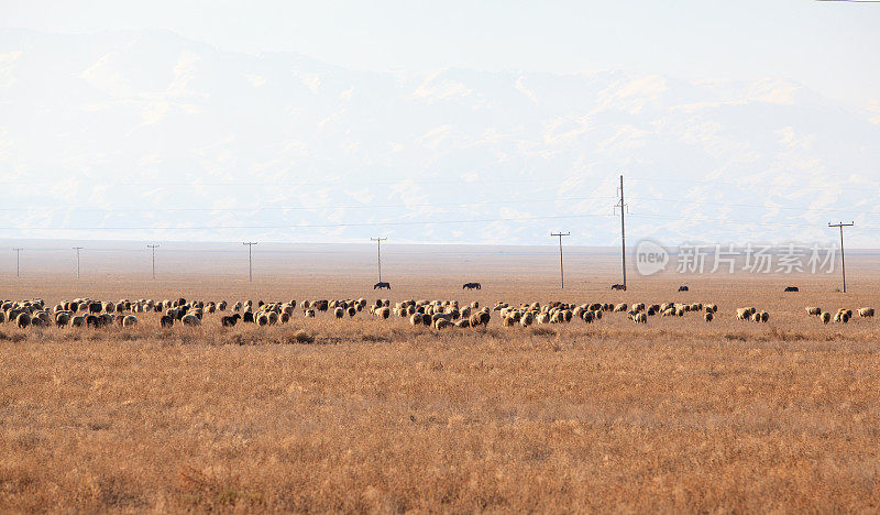 以哈萨克斯坦天山为背景的羊群