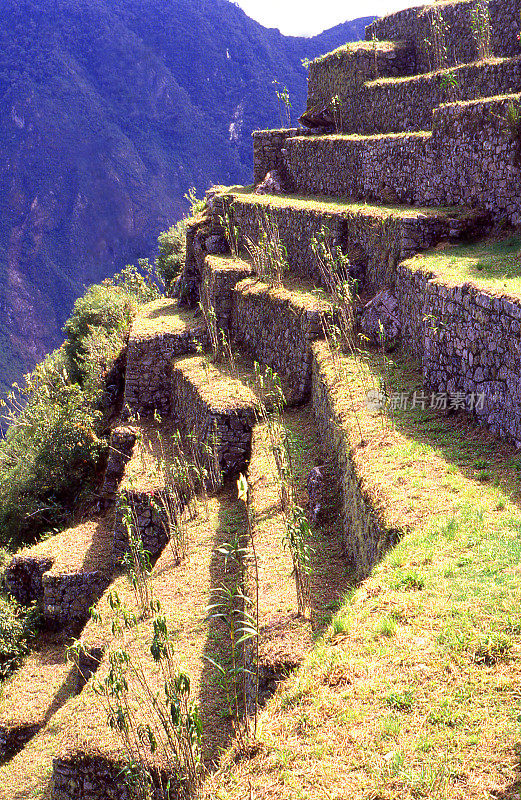 马丘比丘遗址和农业梯田的特写秘鲁南美洲