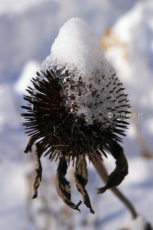 雪锥