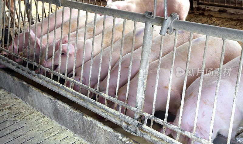 农场动物饲养员猪圈里的粉红猪