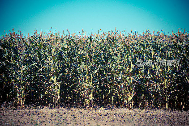 缅因州新格洛斯特松地农场的玉米排。
