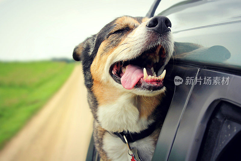 闭着眼睛，舌头伸出车窗外的快乐狗