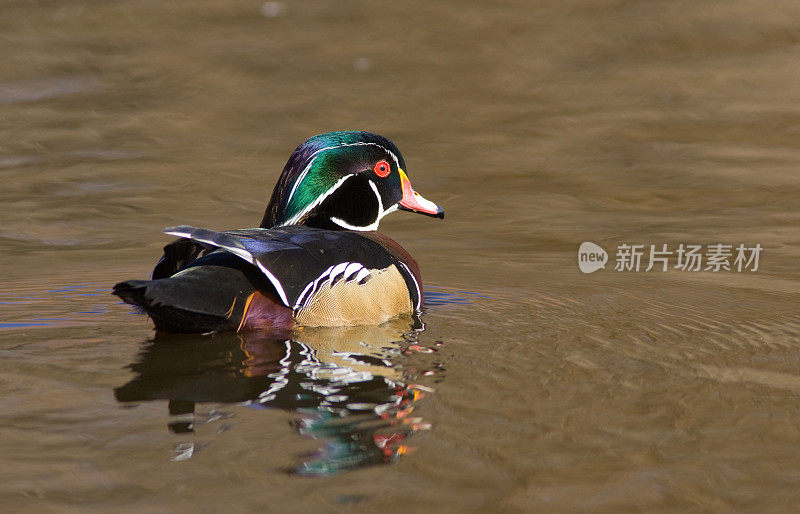 男性Woodduck