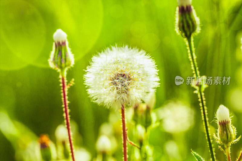 蒲公英吹球在野外的特写