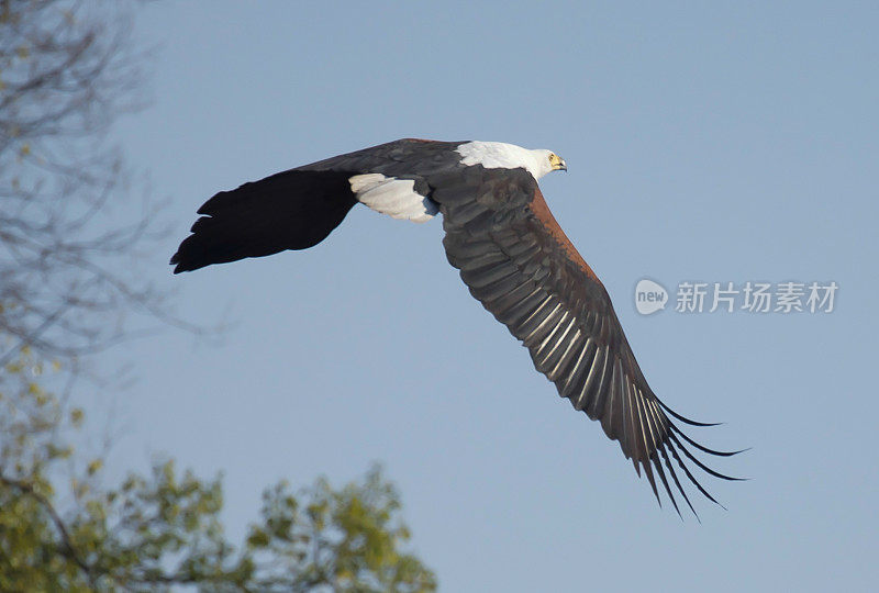 非洲鱼鹰