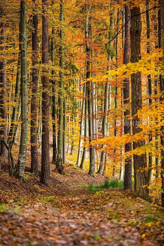秋天落叶乔木的森林