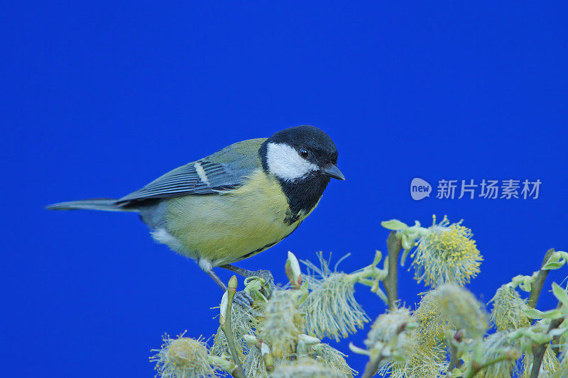 大山雀在开花絮上