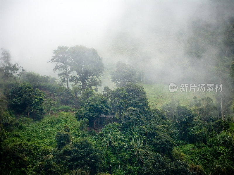 雾雨林