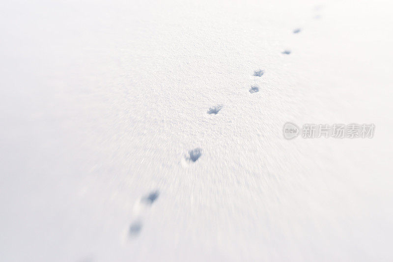 狐狸在雪地上留下脚印。