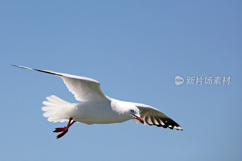 海鸥在飞行3