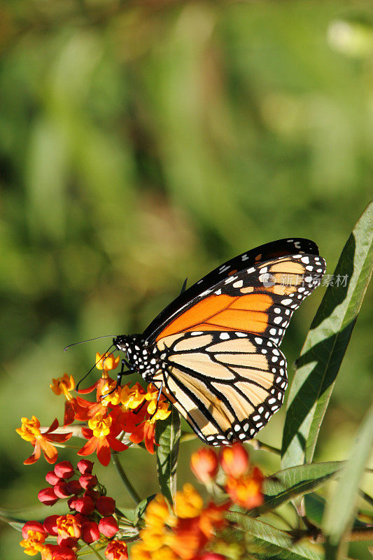 花上的帝王蝶，代顿，俄亥俄州