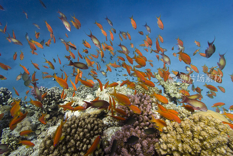 珊瑚礁鱼reefscape