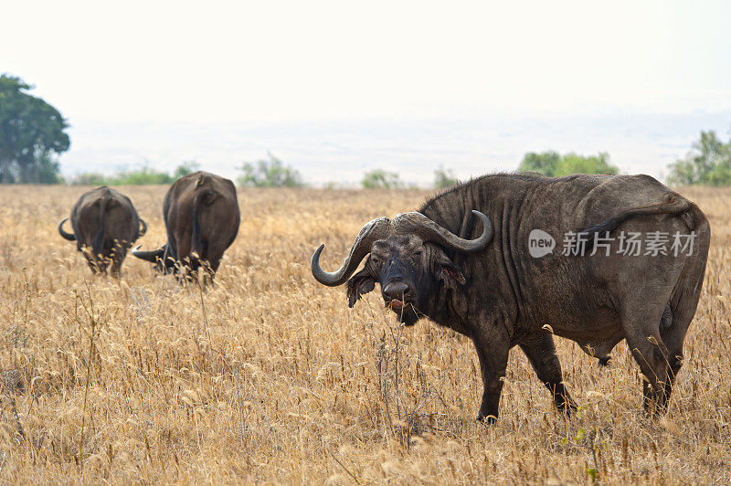 生活在非洲塞伦盖蒂平原的非洲水牛