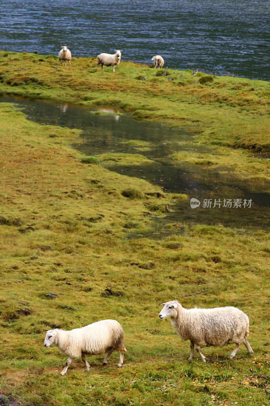 羊在草地上