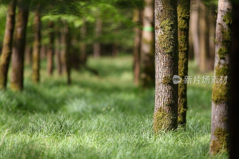 春天是一片茂密的森林和绿油油的草地