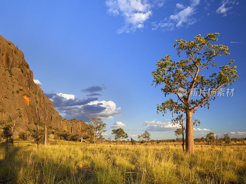 日落时分，西澳大利亚温德加那峡谷的野猪树