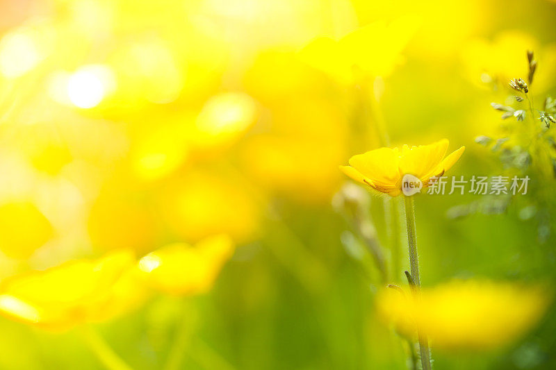 沼泽金盏花植物在日出