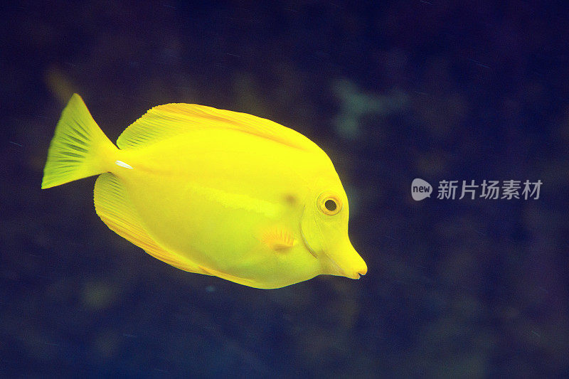 悉尼水族馆的黄色小鱼