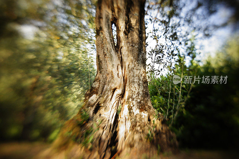 一棵老橄榄树的树干，周围模糊