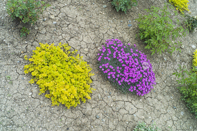 黄色和紫色的花在安卡拉公园