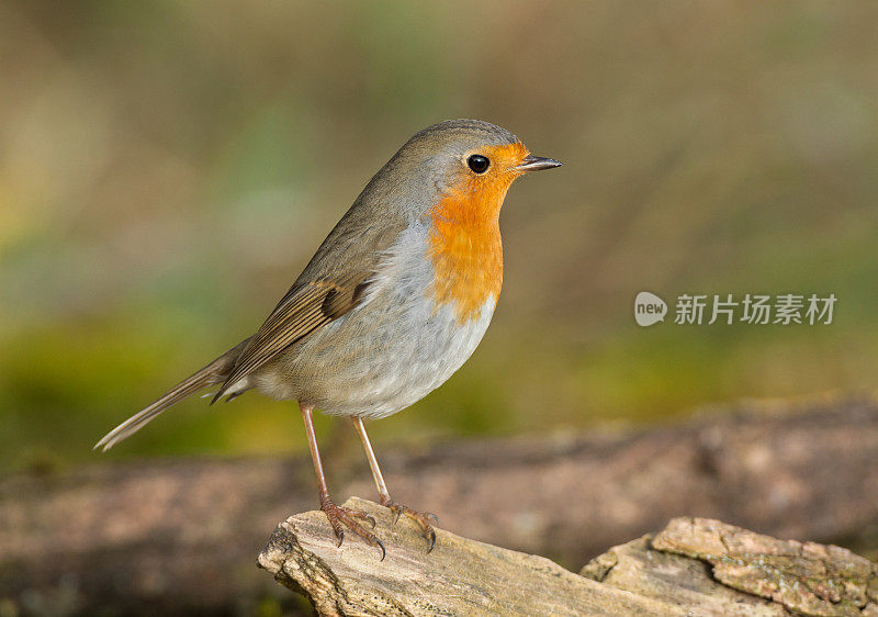 欧洲罗宾(红心rubecula)