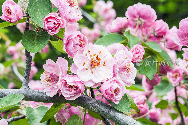 雨后苹果开花