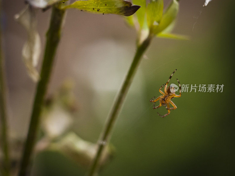 小蜘蛛织网的自然图像