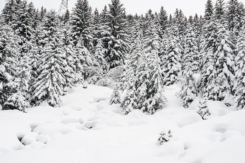 冬季景观与雪和树