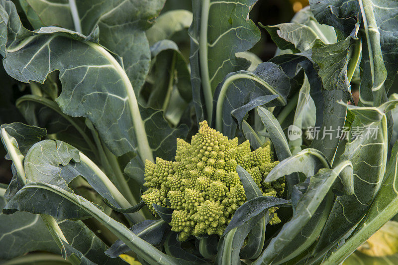 有机罗马花椰菜田间生长特写