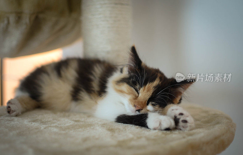 可爱的小花猫睡在抓挠柱子上