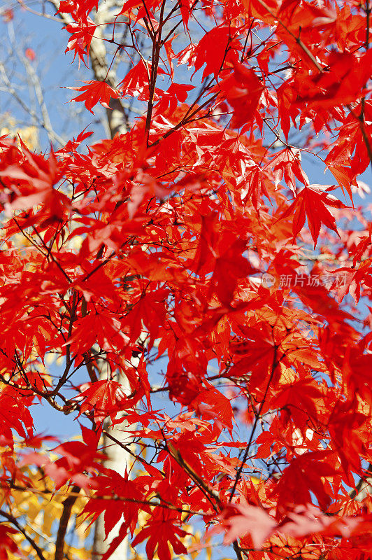 秋天落叶中的日本枫树