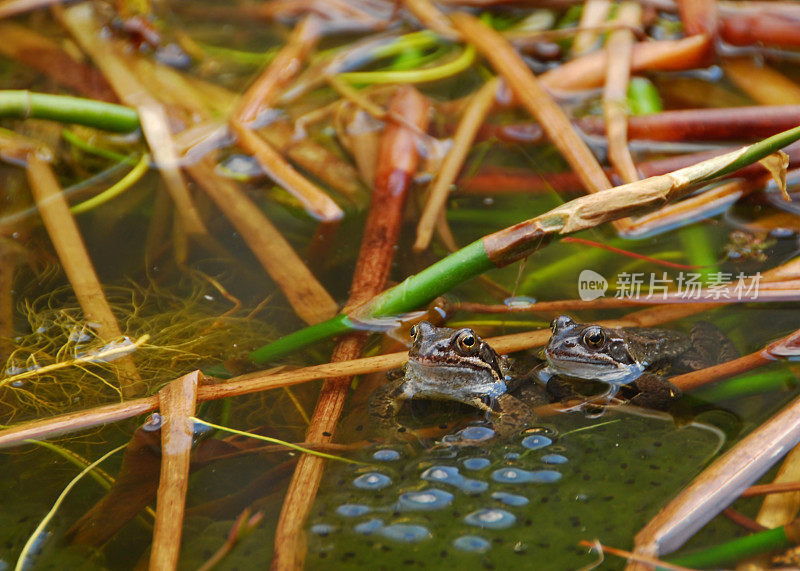池塘生活与两种常见的蟾蜍产卵。