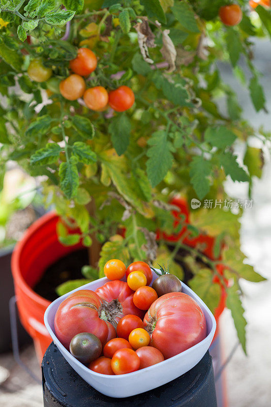 花园里的番茄